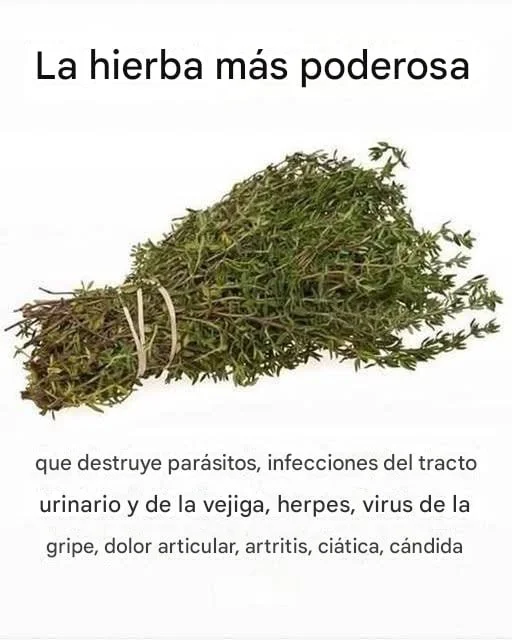 LA HIERBA MÁS POTENTE QUE DESTRUYE PARÁSITOS, INFECCIONES DEL TRACTO URINARIO Y DE LA VEJIGA, HERPES Y VIRUS DE LA GRIPE ZzRy0pw