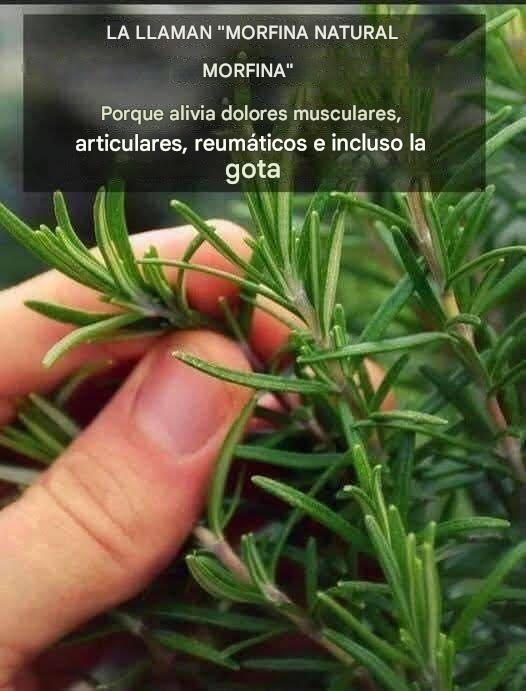 Descubre la planta de la eterna juventud: Aloe Vera 510641997_1284245203039545_856511529212881243_n-1