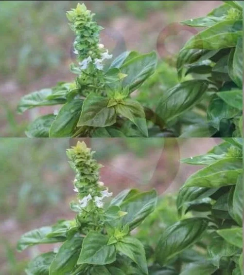 Si tu albahaca tiene flores en las puntas, no las tires: valen oro si las empleas de esta manera nRV0M75