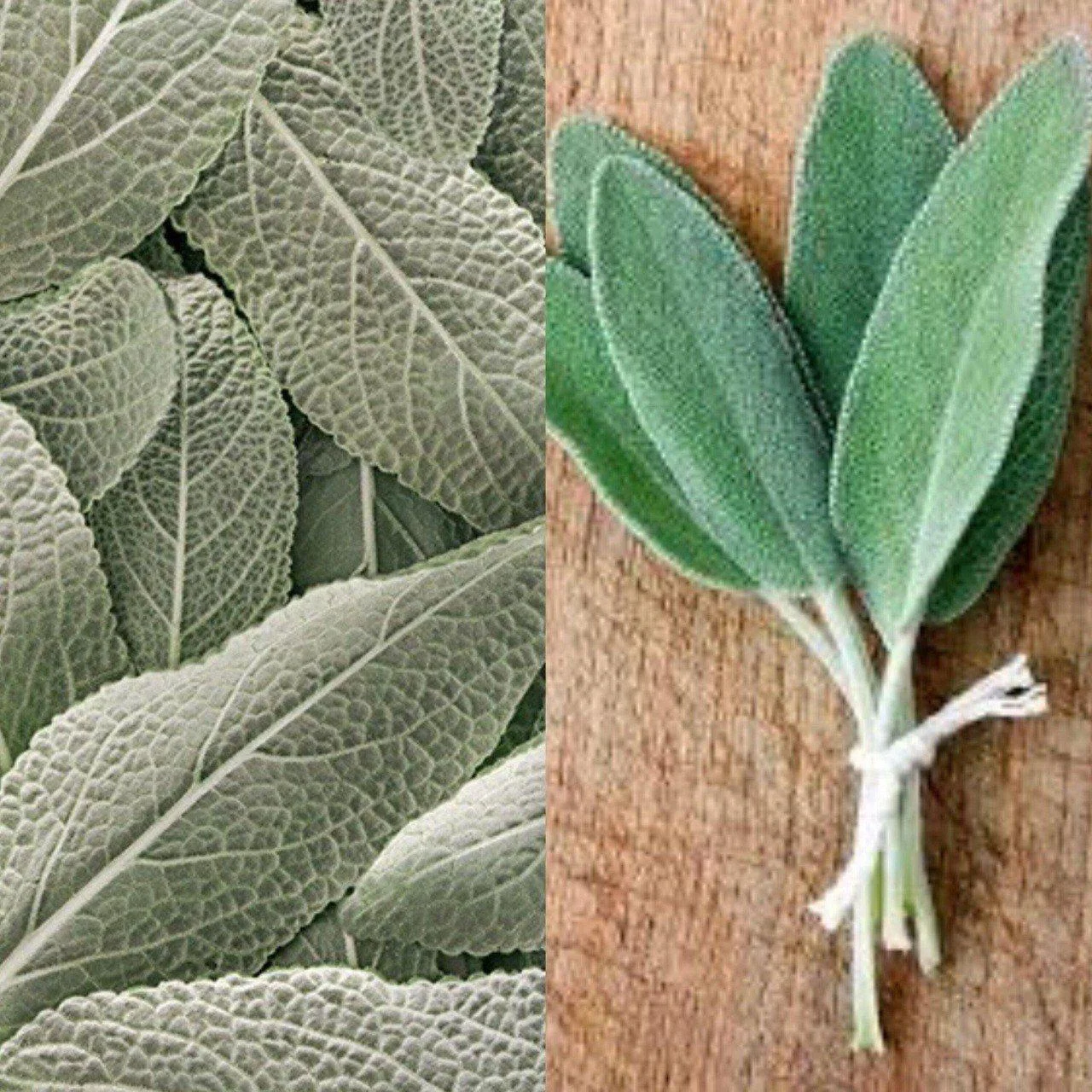 ¡La muerte comienza en los intestinos! ¿Por qué morir si tienes esta planta? (Salvia) sS0mw3w