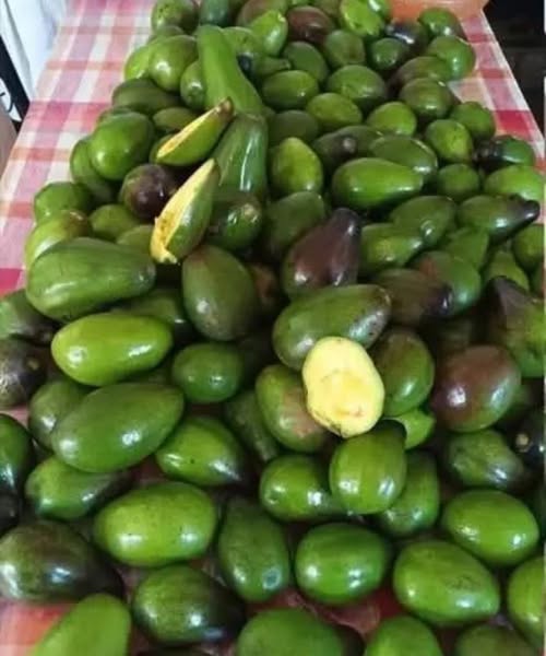 Doctors reveal that eating avocados causes… See more 542757204_798737342499500_3116216708131014021_n