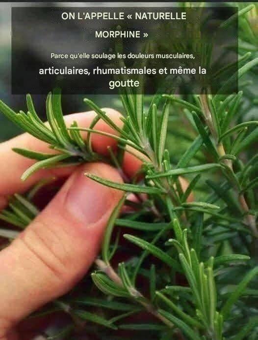 Découvrez la plante de la jeunesse éternelle : l'aloe vera Découvrez la plante de la jeunesse éternelle l'aloe vera