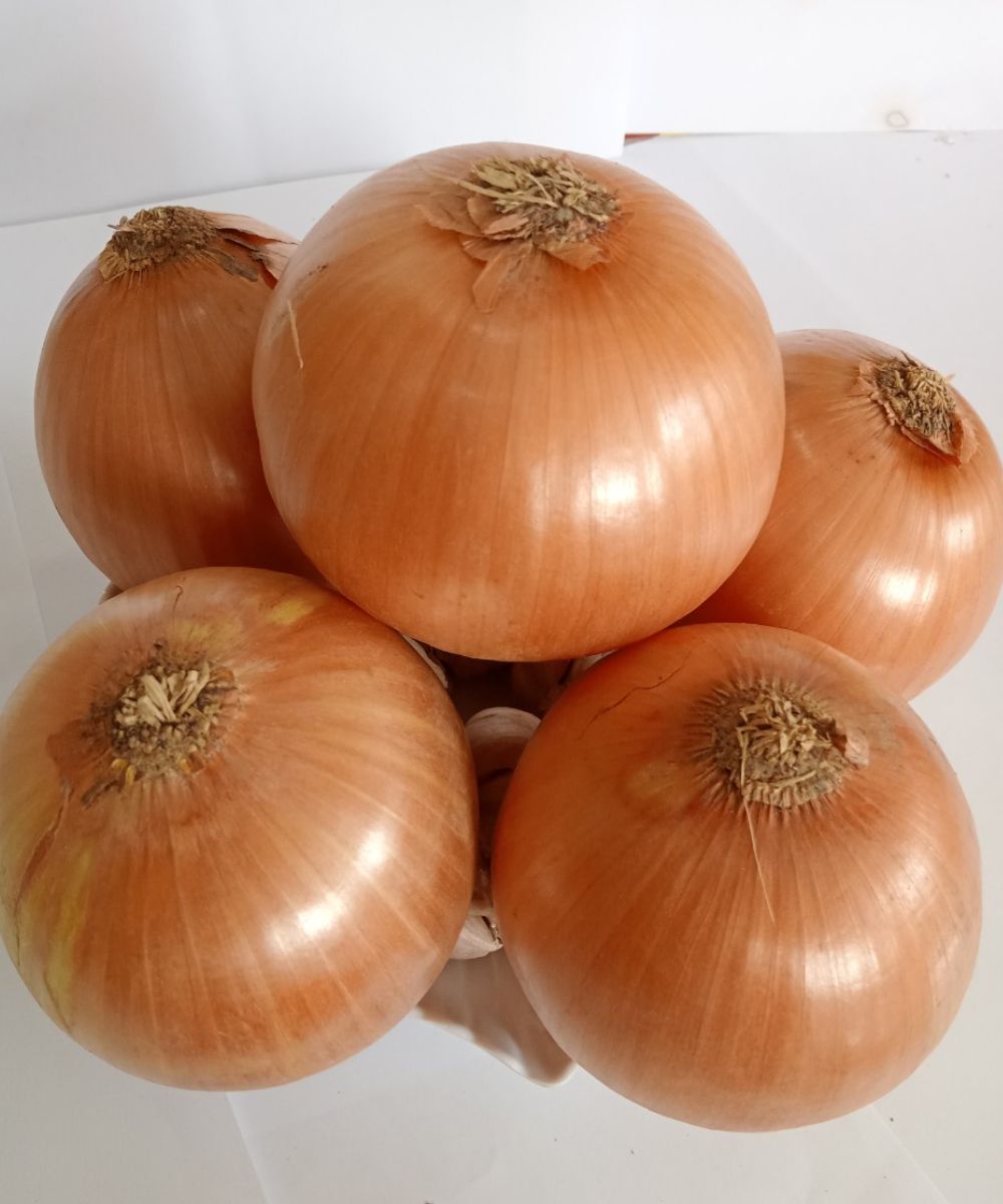 Doctors reveal that eating onion causes … Doctors reveal that eating onion causes …