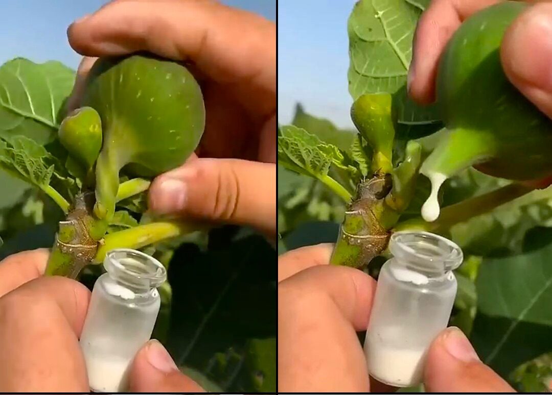 Les bienfaits incroyables de la sève de figue l’élixir caché de la nature