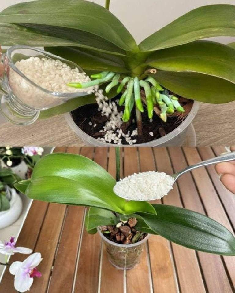 Orquídeas, cubos de fertilizante y flores abarrotadas el secreto para tener orquídeas prósperas del que nadie habla