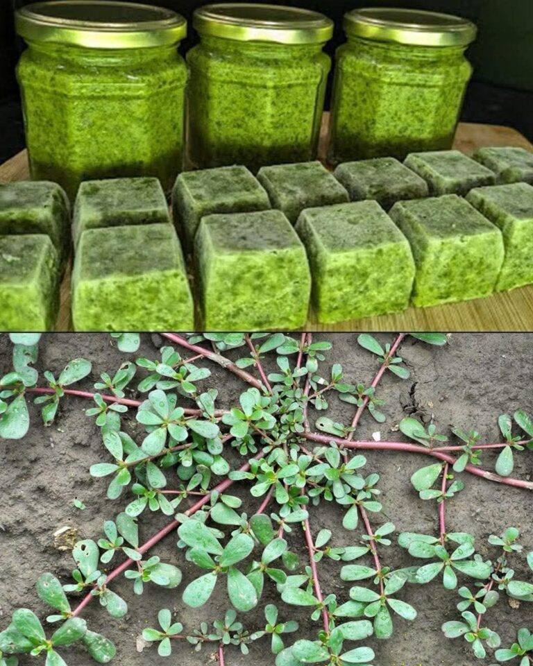 Pesto de pourpier maison (cubes à congeler) Pesto de pourpier maison (cubes à congeler)