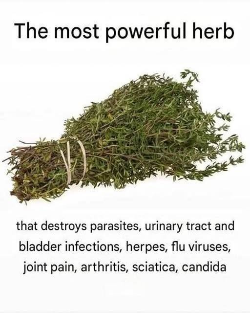 THE MOST POTENT HERB THAT DESTROYS PARASITES, URINARY TRACT & BLADDER INFECTIONS, HERPES, AND FLU VIRUSES THE MOST POTENT HERB THAT DESTROYS PARASITES, URINARY TRACT & BLADDER INFECTIONS, HERPES, AND FLU VIRUSES